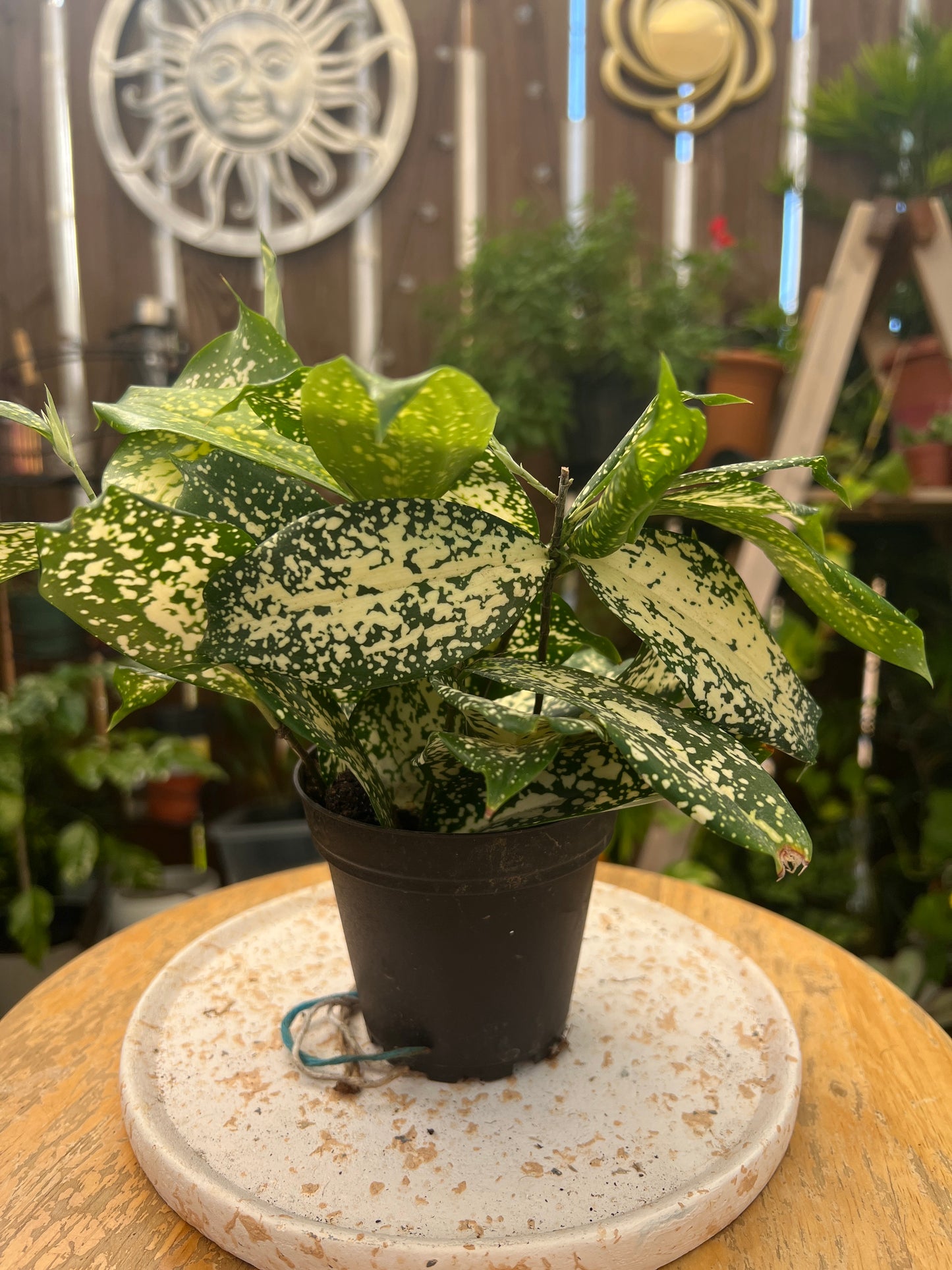 Florida Beauty plant