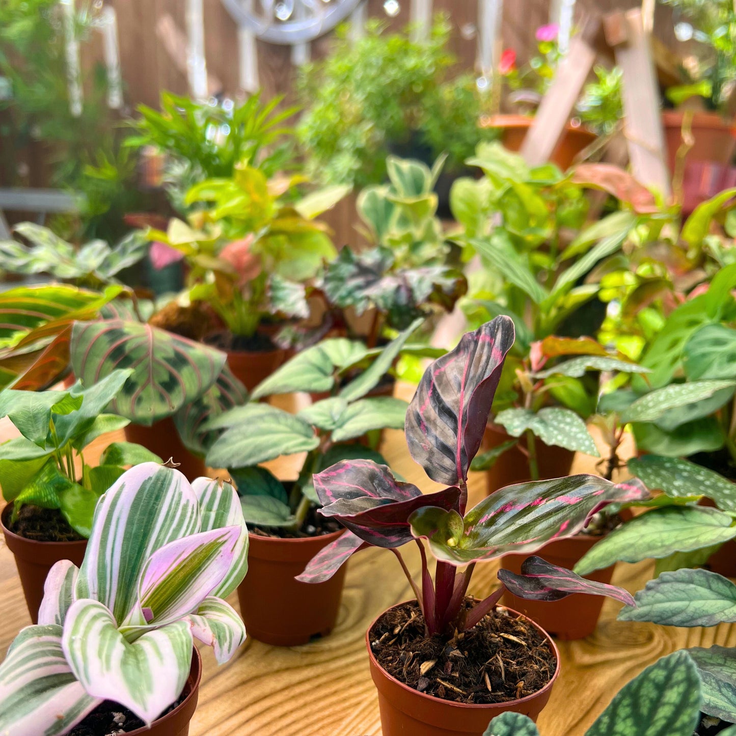 Mini Jungle Mystery Box 🌴✨