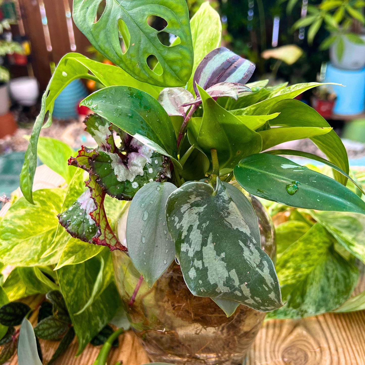 🌴✨ Plant Baddie Mystery Box