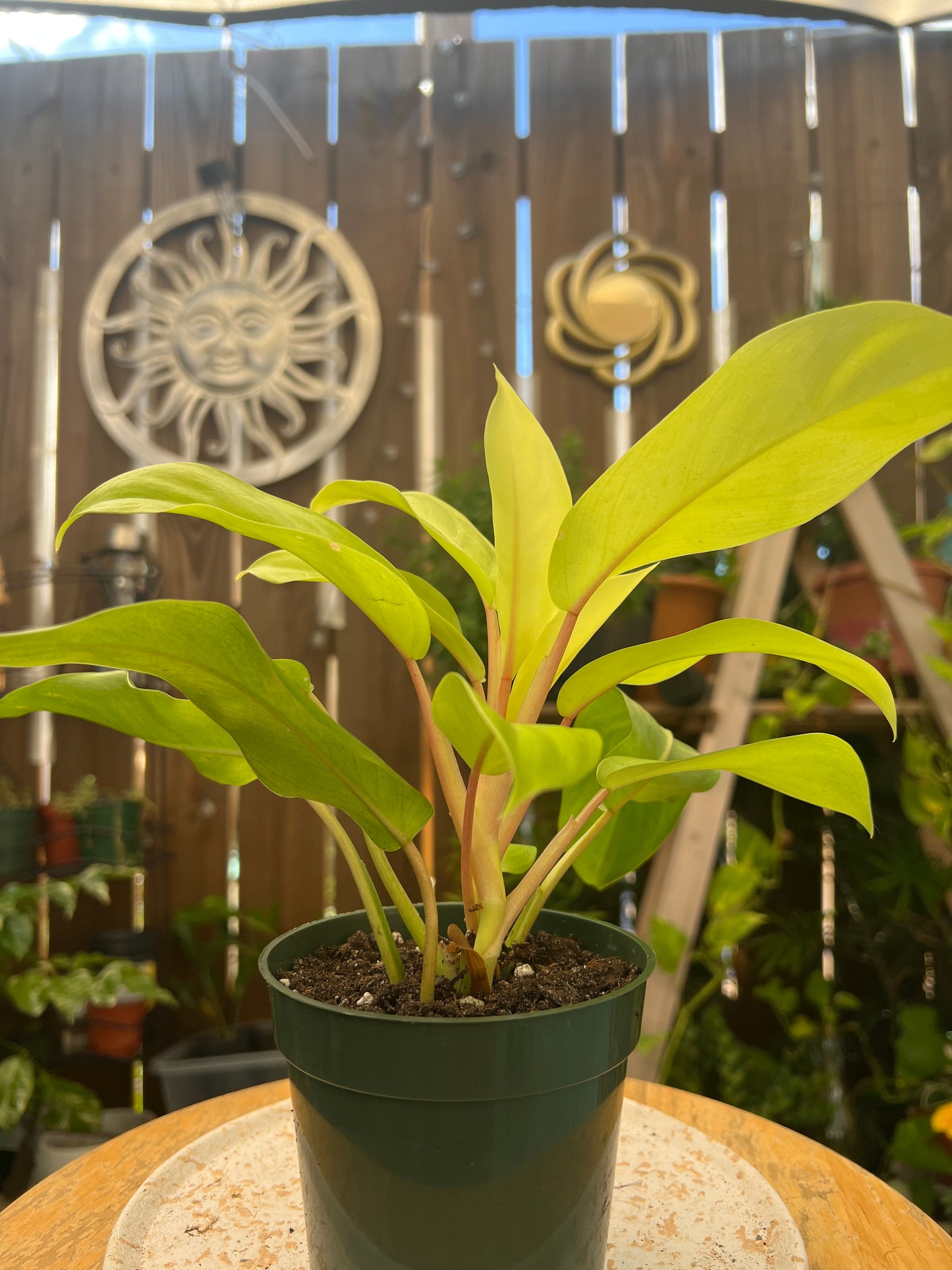 Philodendron Golden Goddess \'Malay Gold\' or Lemon Lime