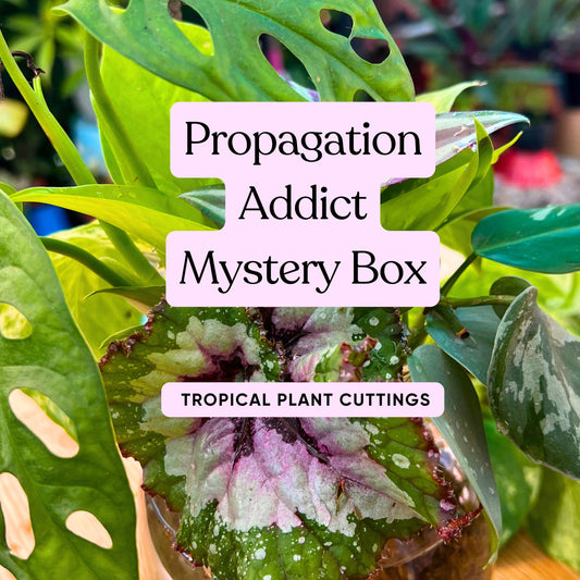 Propagation Addict Mystery Box ✂️🌱
