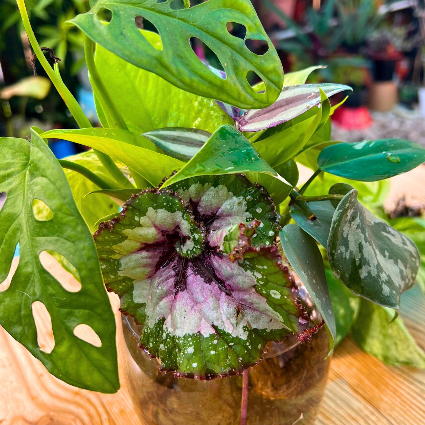 🌴✨ Plant Baddie Mystery Box