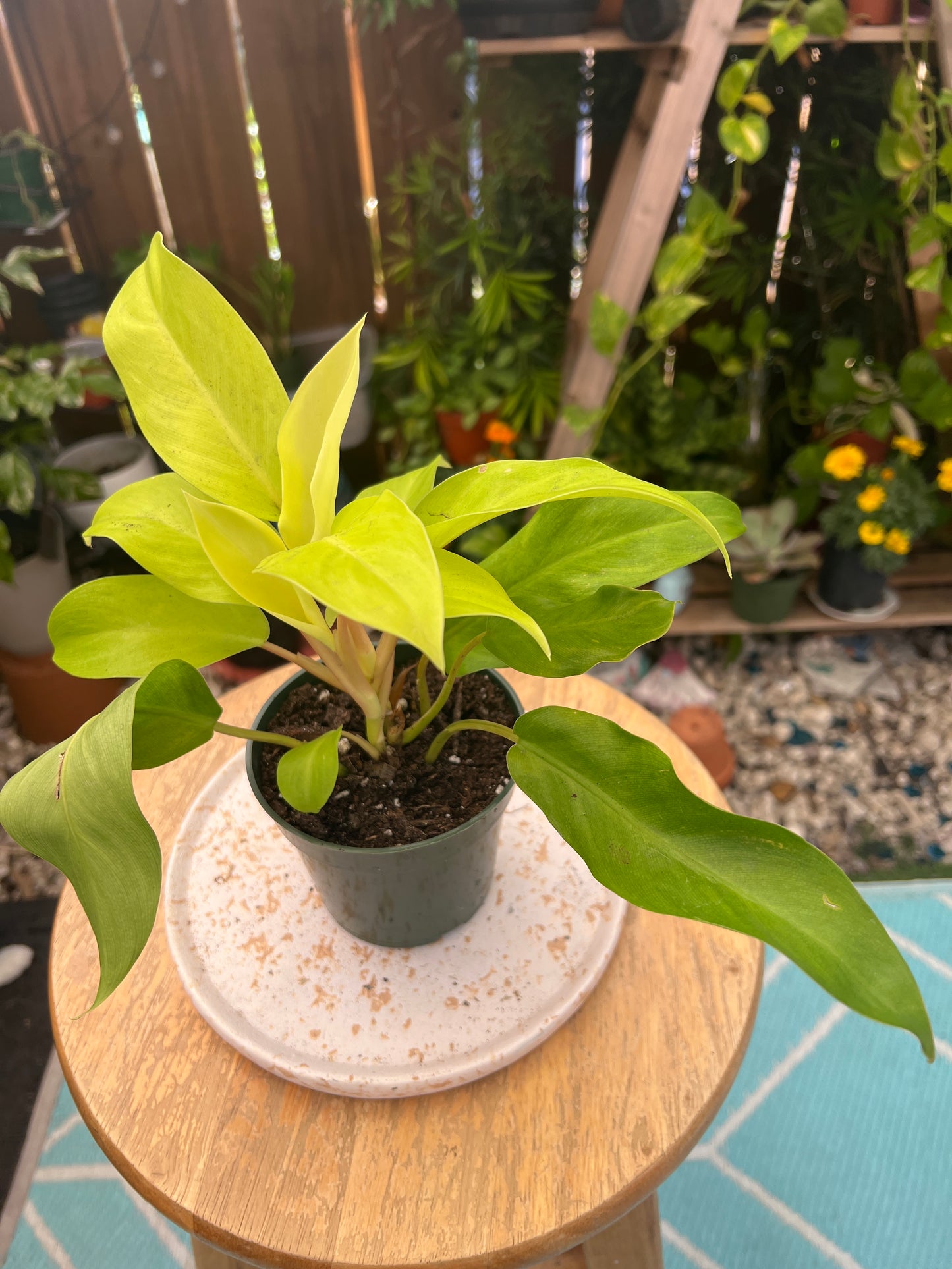 Philodendron Golden Goddess \'Malay Gold\' or Lemon Lime