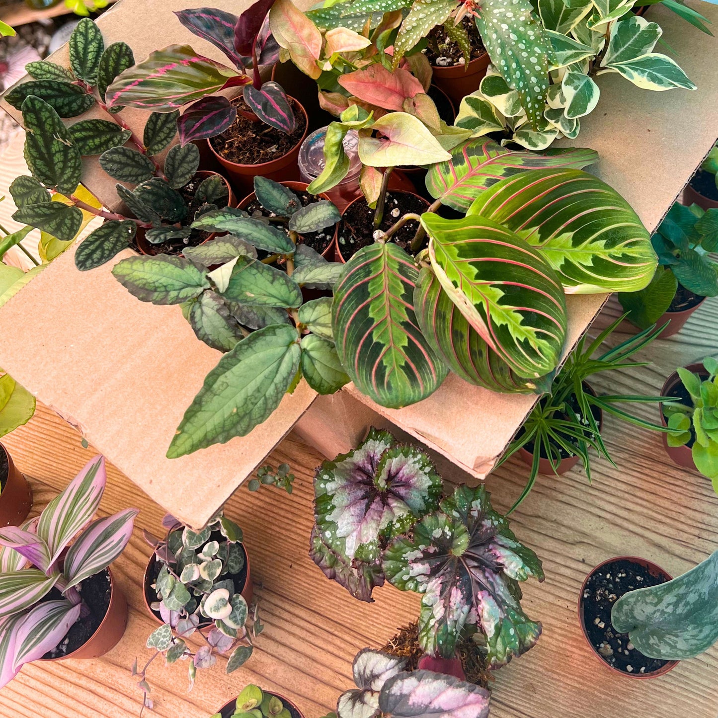 Mini Jungle Mystery Box 🌴✨