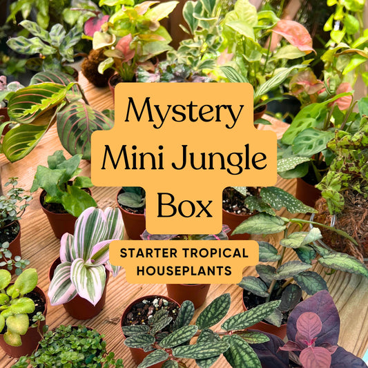Mini Jungle Mystery Box 🌴✨