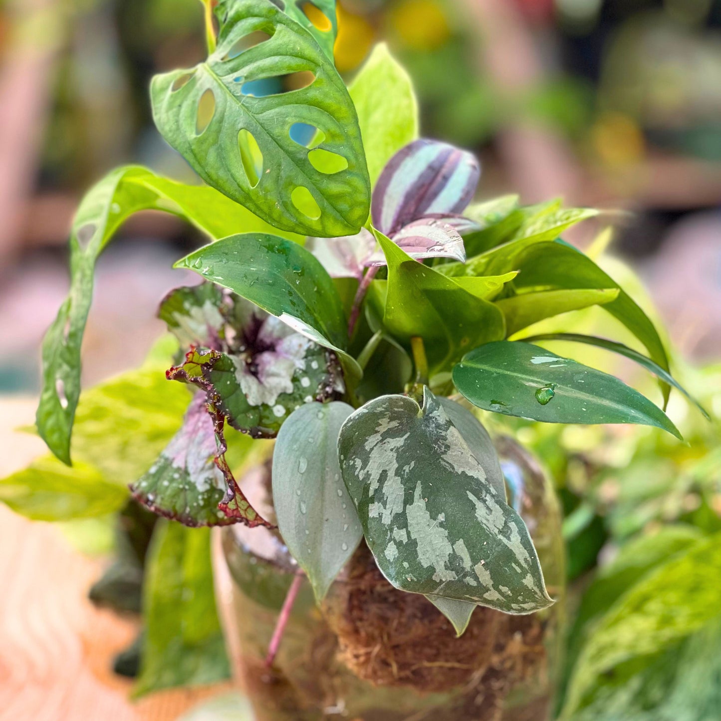 🌴✨ Plant Baddie Mystery Box