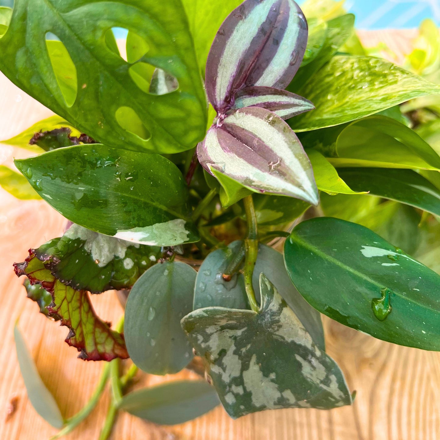 🌴✨ Plant Baddie Mystery Box