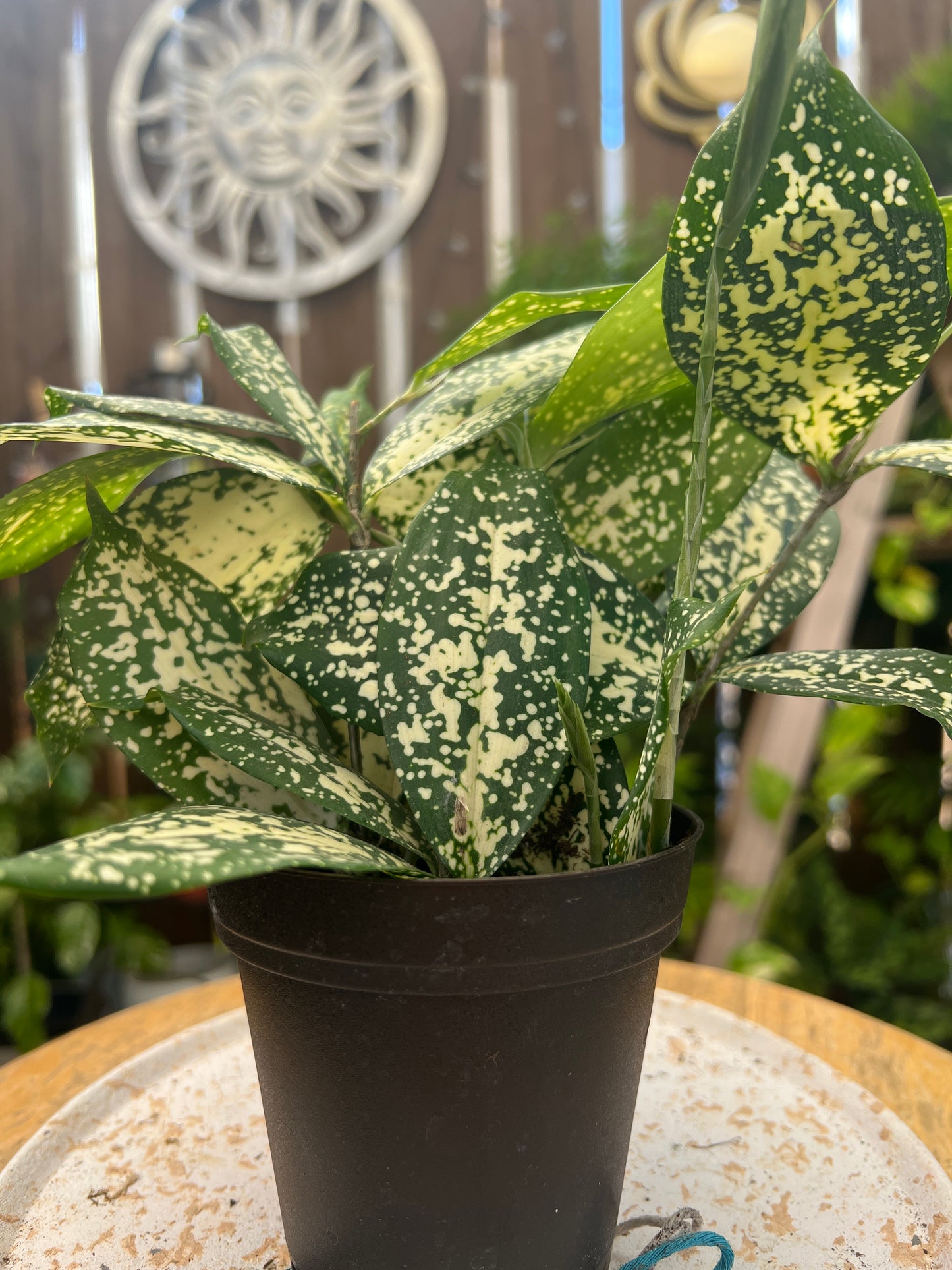 Florida Beauty plant