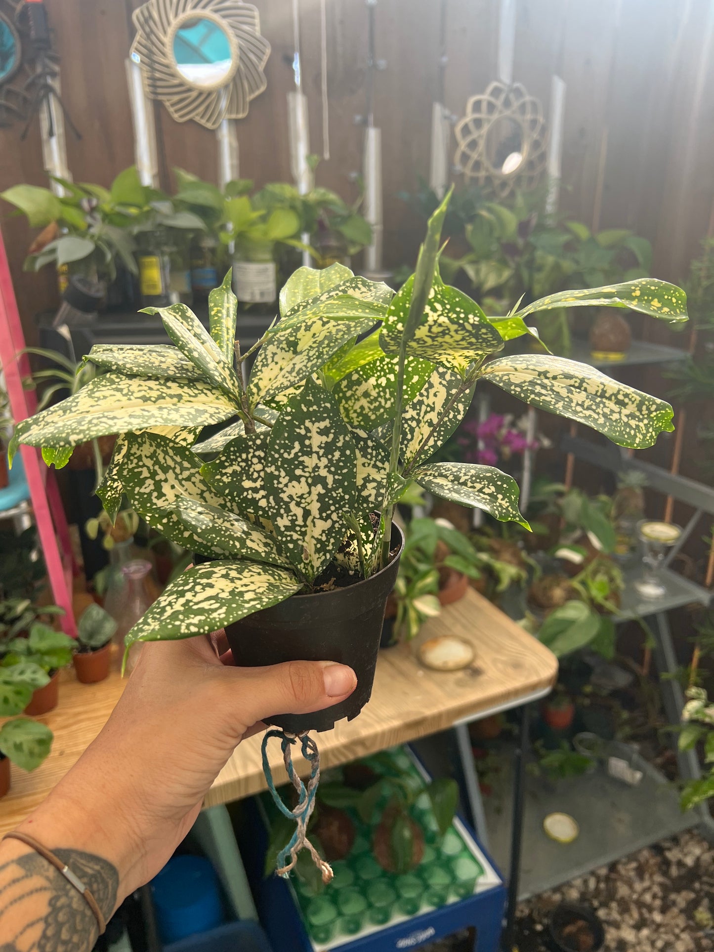 Florida Beauty plant