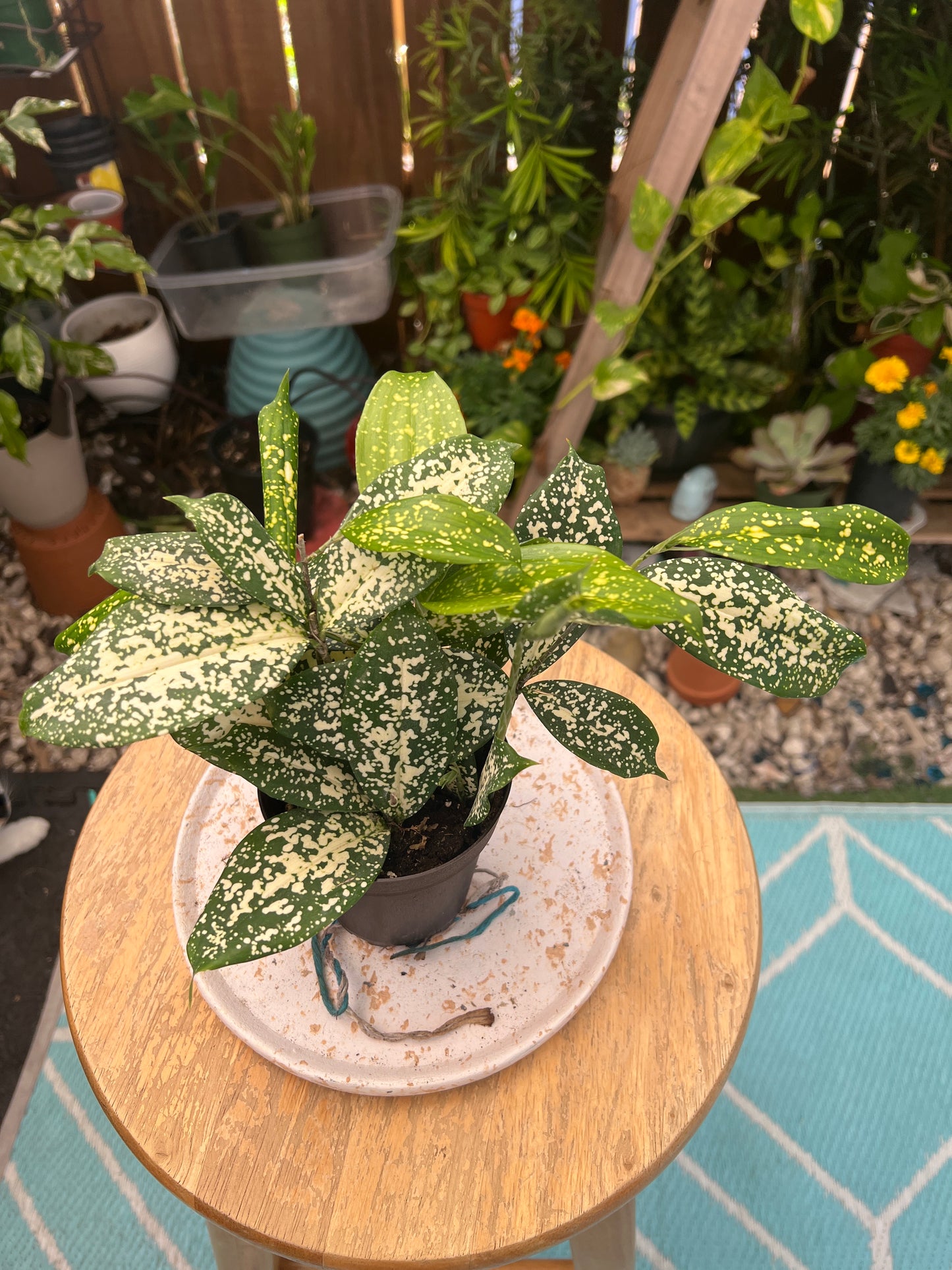 Florida Beauty plant