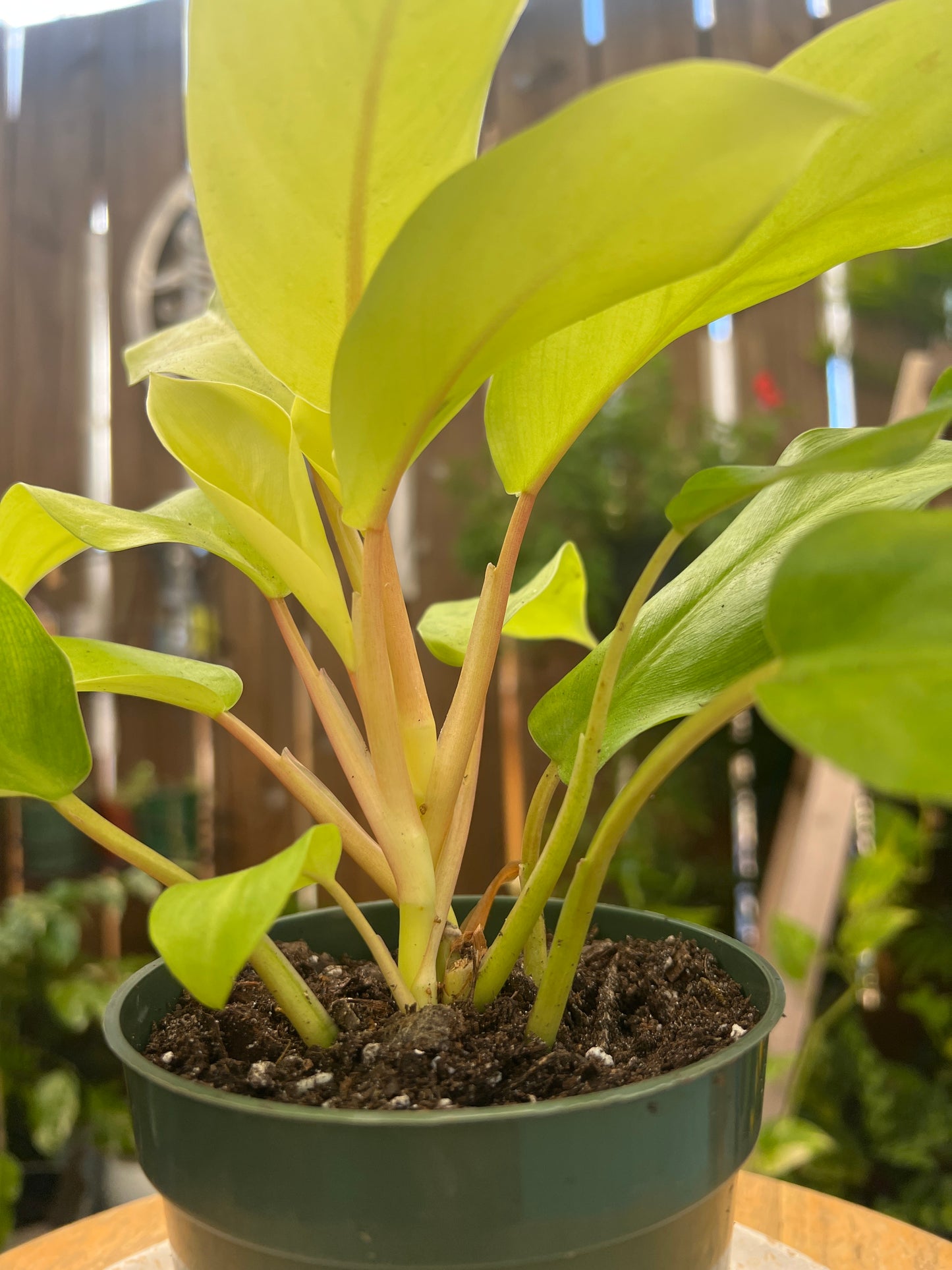 Philodendron Golden Goddess \'Malay Gold\' or Lemon Lime