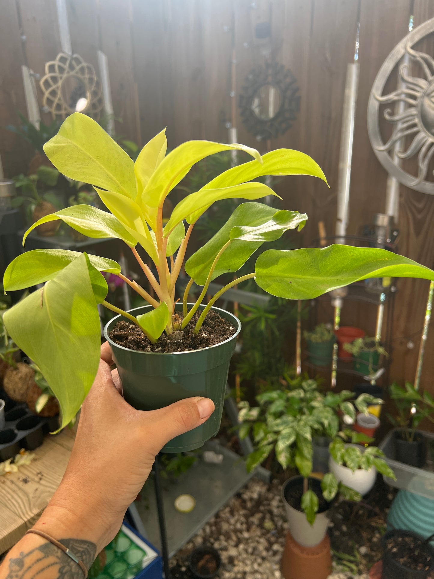 Philodendron Golden Goddess \'Malay Gold\' or Lemon Lime